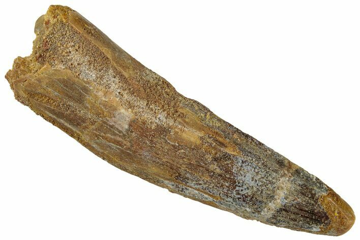 Fossil Spinosaurus Tooth - Real Dinosaur Tooth #319012